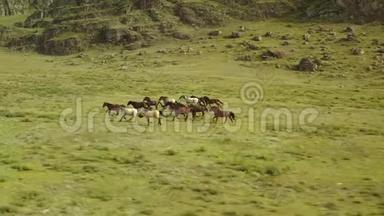 野马奔跑。 在背景山的草原上奔跑的马群。 日落。